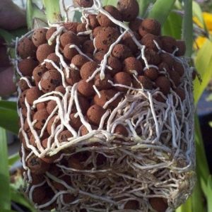 Viên đất nung trồng cây