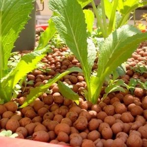 Viên đất nung trồng cây