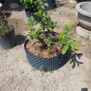 Bầu ươm cây v7 rộng 40cm