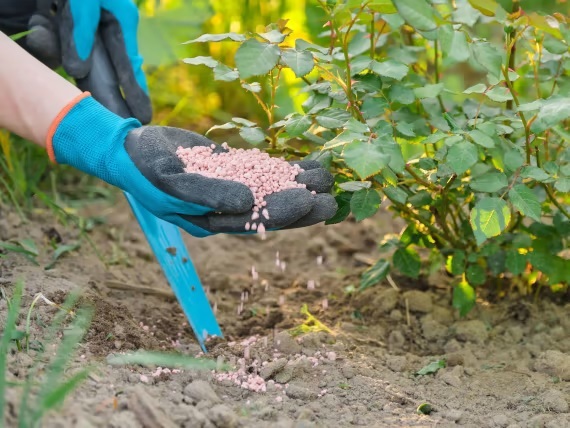 Cách chăm sóc cắt tỉa bón phân cho cây hoa hồng