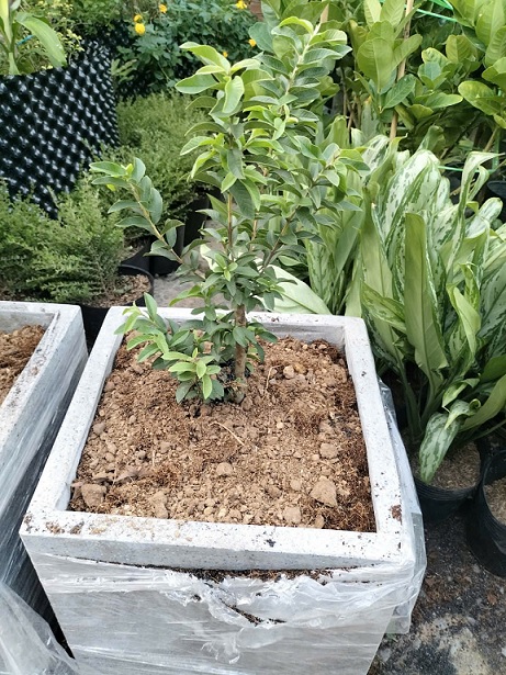 Chậu xi măng đá mài 40cm