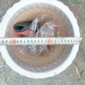 Thanh Lý Chậu Men Sứ Vân Mắt Lưới (size 3)