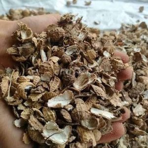 Vỏ đậu phộng trồng cây