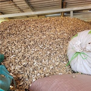 Vỏ đậu phộng trồng cây