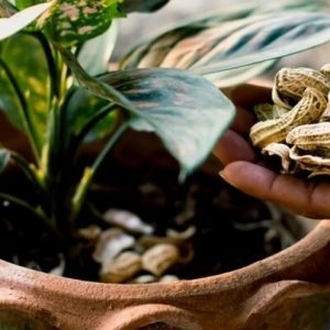 Vỏ đậu phộng trồng cây