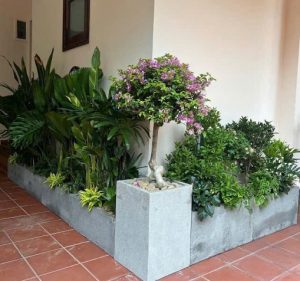 Chậu xi măng hình chữ nhật trồng cây kiểng lá