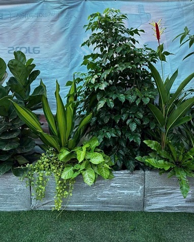 Chậu Xi Măng Hình Chữ Nhật Trồng Cây Kiểng Lá 