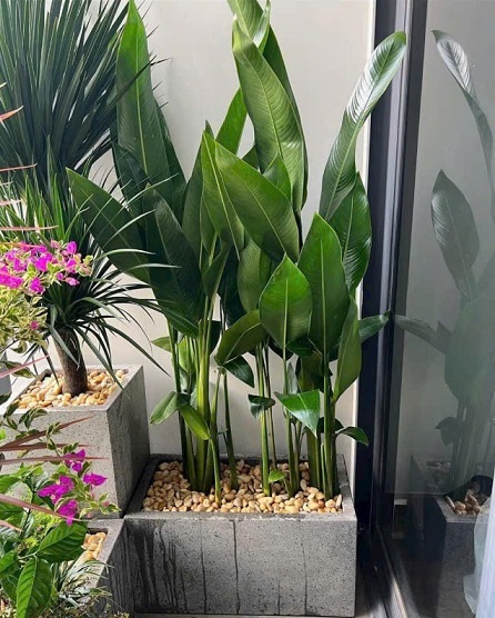 Chậu Xi Măng Hình Chữ Nhật Trồng Cây Kiểng Lá 