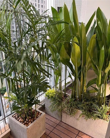 Chậu Xi Măng Hình Chữ Nhật Trồng Cây Kiểng Lá 