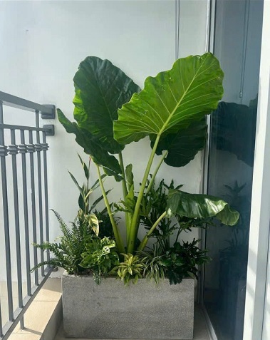 Chậu Xi Măng Hình Chữ Nhật Trồng Cây Kiểng Lá 