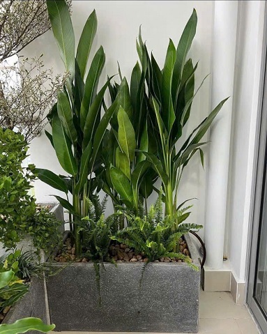 Chậu Xi Măng Hình Chữ Nhật Trồng Cây Kiểng Lá 