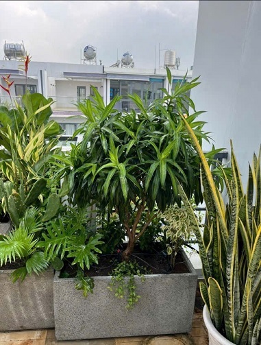 Chậu Xi Măng Hình Chữ Nhật Trồng Cây Kiểng Lá 