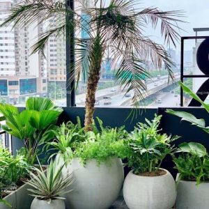 Chậu Xi Măng Đá Mài Trồng Cây Hình Gáo Dừa