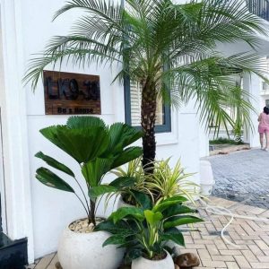 Chậu Xi Măng Đá Mài Trồng Cây Hình Gáo Dừa