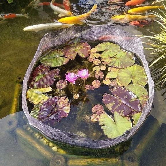 Chậu Trồng Cây Thủy Sinh Kết Hợp Nuôi Cá Cảnh