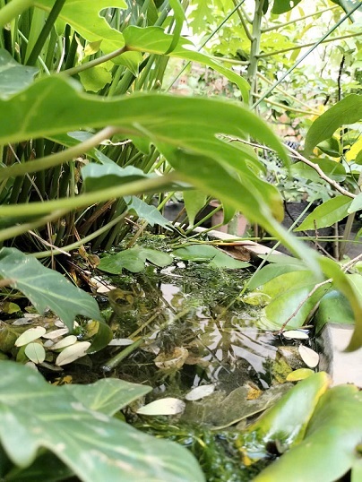 Chậu Trồng Cây Thủy Sinh Kết Hợp Nuôi Cá Cảnh