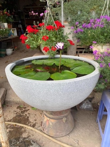 Chậu Trồng Cây Thủy Sinh Kết Hợp Nuôi Cá Cảnh