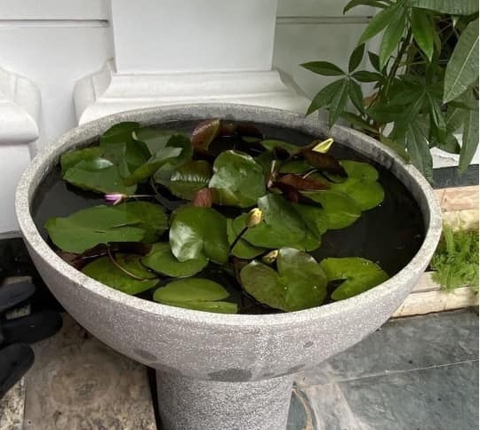 Chậu Trồng Cây Thủy Sinh Kết Hợp Nuôi Cá Cảnh