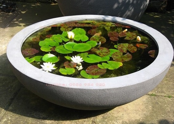 Chậu Trồng Cây Thủy Sinh Kết Hợp Nuôi Cá Cảnh