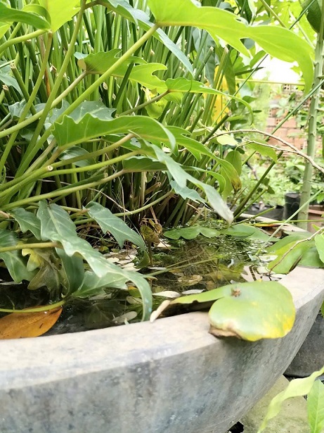 Chậu Trồng Cây Thủy Sinh Kết Hợp Nuôi Cá Cảnh