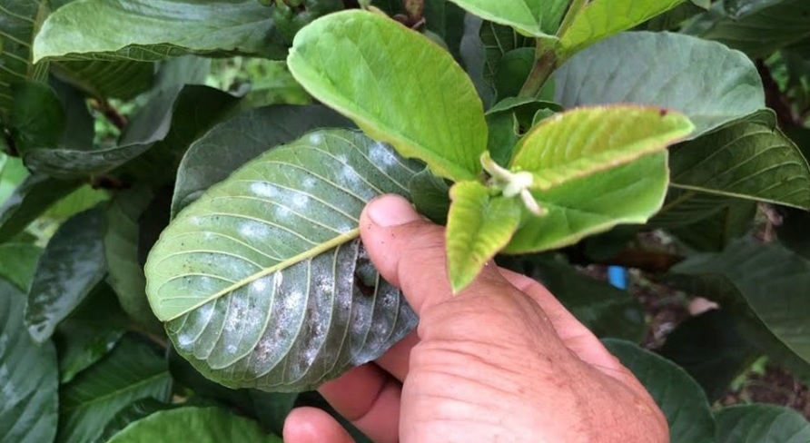 Bệnh rệp sáp và cách phòng trừ