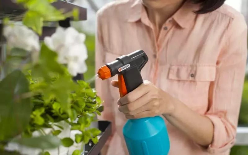 Bệnh rệp sáp và cách phòng trừ