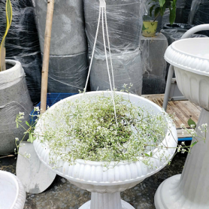 Chậu Ly Chân Đế Trung