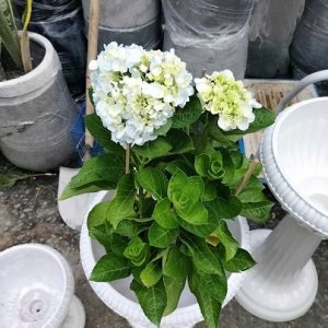 Chậu Ly Chân Đế Trung