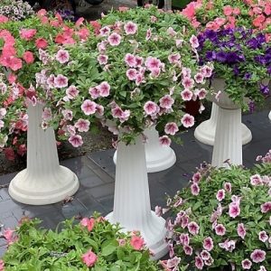 Chậu Nhựa Ly Đế Thấp