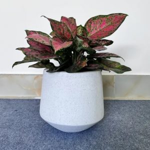 Chậu Xi Măng Đá Mài Hình Thúng