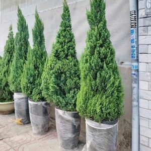 Chậu Xi Măng Đá Mài Hình Đầu Đạn Cao 60cm