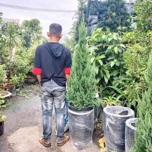 Chậu Xi Măng Đá Mài Hình Đầu Đạn Cao 60cm