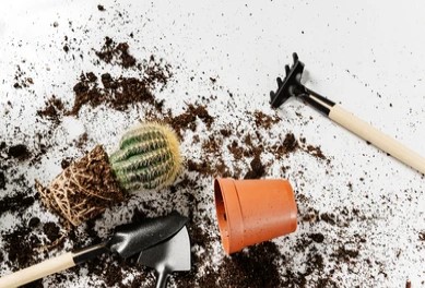 Hướng dẫn cách thay chậu, bổ sung đất cho cây trồng