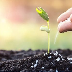 Phân Đạm (ure) Bón Cho Cây Trồng