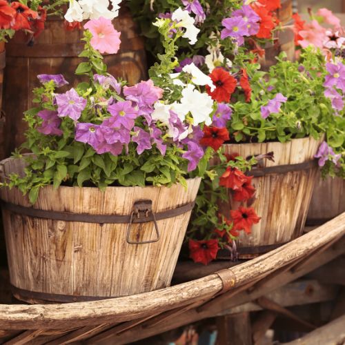 ưu điểm chậu gỗ trồng cây