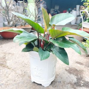 Chậu nhựa trắng tròn