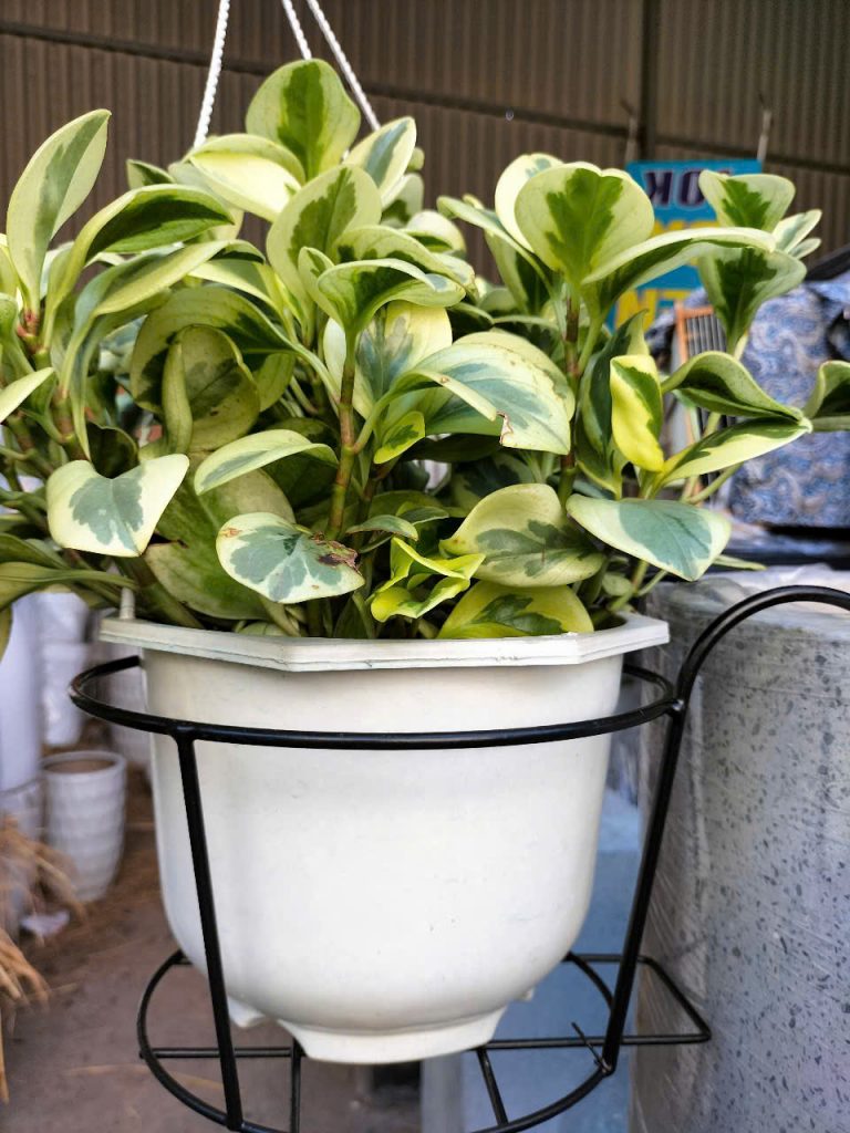 móc sắt lan can trồng cây