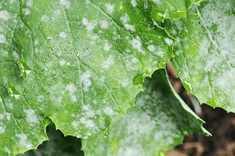 trị bệnh nấm cho cây