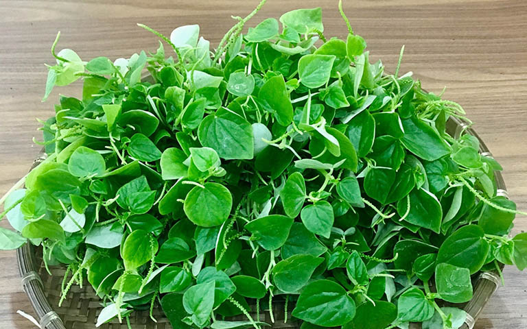 tự trồng rau càng cua tại nhà