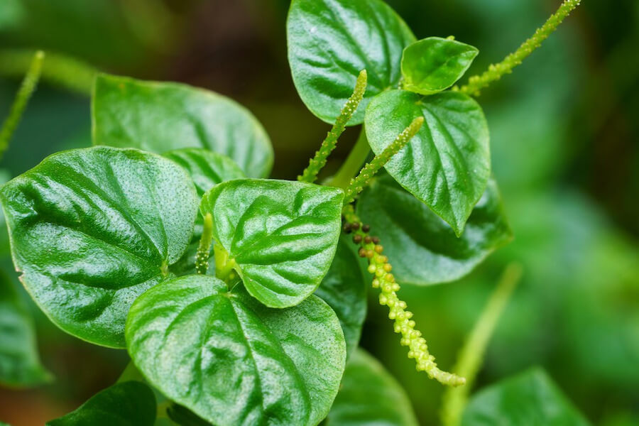 tự trồng rau càng cua tại nhà