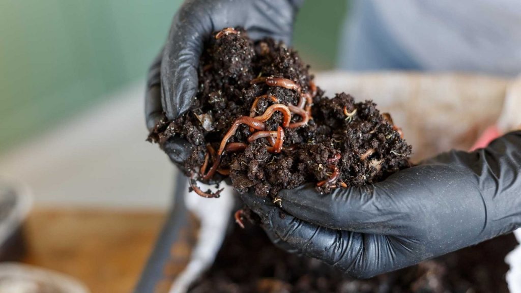 Phân trùn quế dạng bột gói 5kg