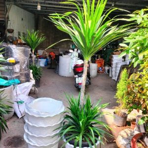 chậu nhựa trồng cây 30cm 40cm