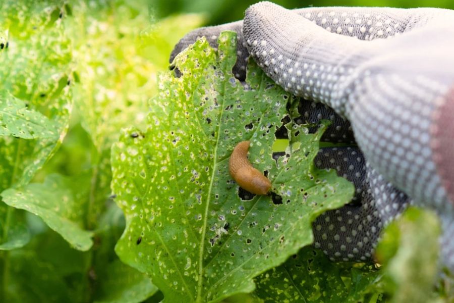 Phân trùn quế dạng bột gói 5kg