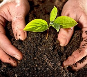 Cách chọn đất sạch trồng rau tại nhà