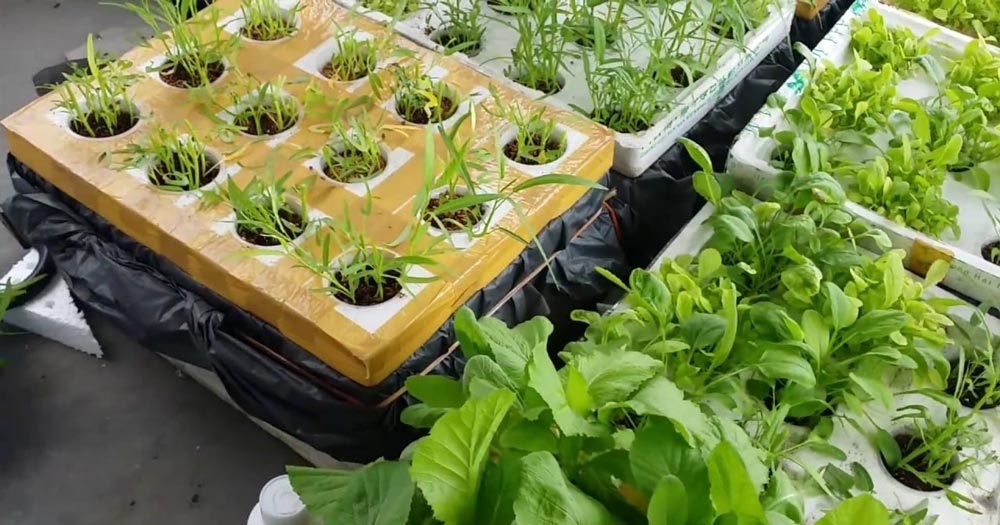 Cách chọn đất sạch trồng rau tại nhà