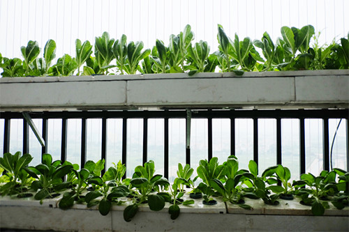 Chậu nhựa trồng rau ban công