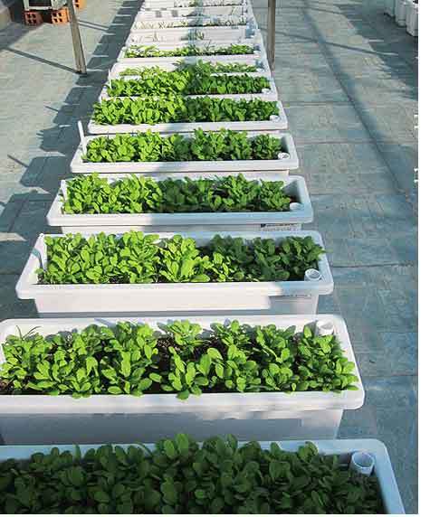 Chậu nhựa trồng rau ban công