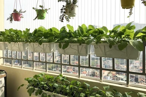 Chậu nhựa trồng rau ban công