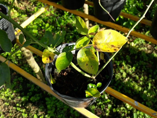 Cây trồng bị vàng lá phải làm sao? Nguyên nhân và cách xử lý hiệu quả tại nhà