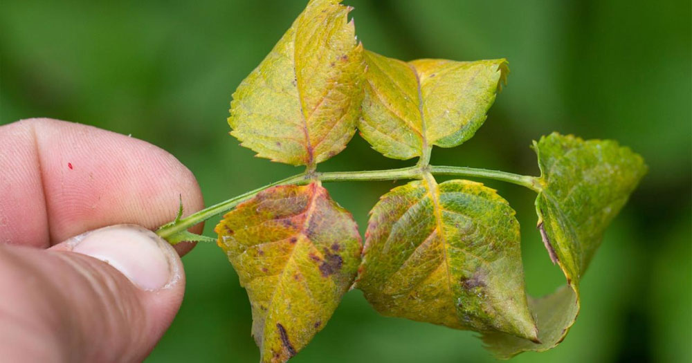 Cây trồng bị vàng lá phải làm sao? Nguyên nhân và cách xử lý hiệu quả tại nhà